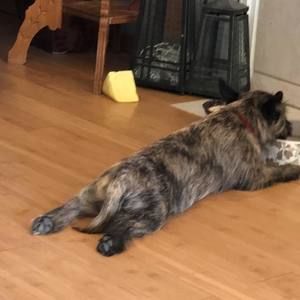 Meet your Posher, Barkley